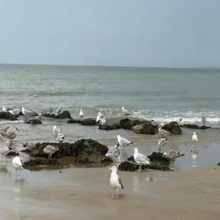 Relaxing Escape In * Knokke-Heist