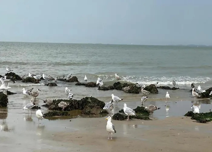 Relaxing Escape In * Кнокке-Хейст